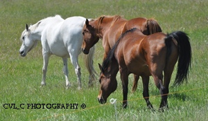 Cheyenne, Khrys & Burkina