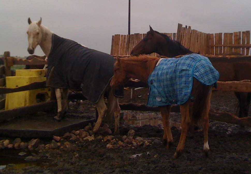 Trigger and Kallin - gelded