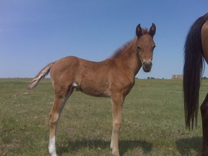 Amber - a couple hours old