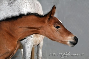 Adan - a couple hours old