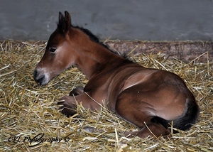 Adan - A coupld hours old