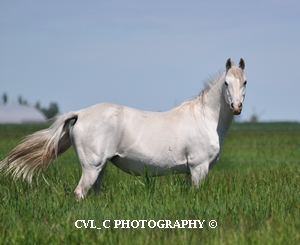 Cheyenne Conformation