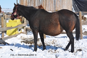 Cinder - Heavy in Foal